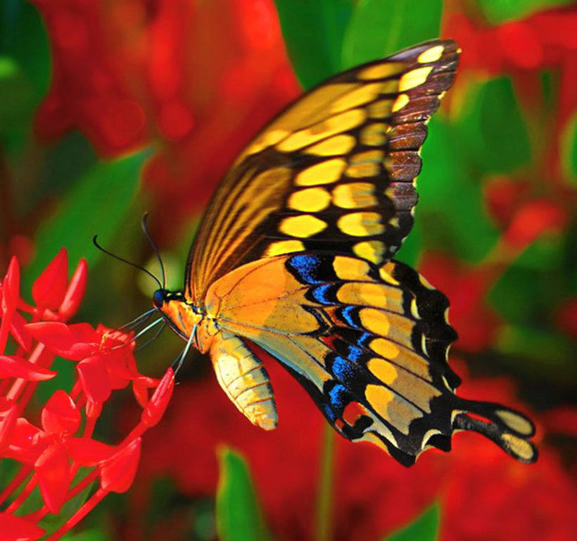 Τι χρώμα υπάρχουν πεταλούδες mahans: φωτογραφία