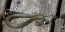 How to get rid of snakes in a summer cottage? How to scare off the snake from the summer cottage? Remedy for snakes on the site