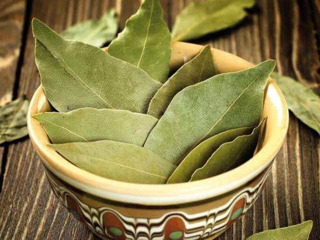 Bay leaf in the house: magical properties, signs. How to use the bay leaf in the magic of money, love, good luck, desires, from damage and evil eye, like a charm to protect a house from evil people: rites, rituals and conspiracies