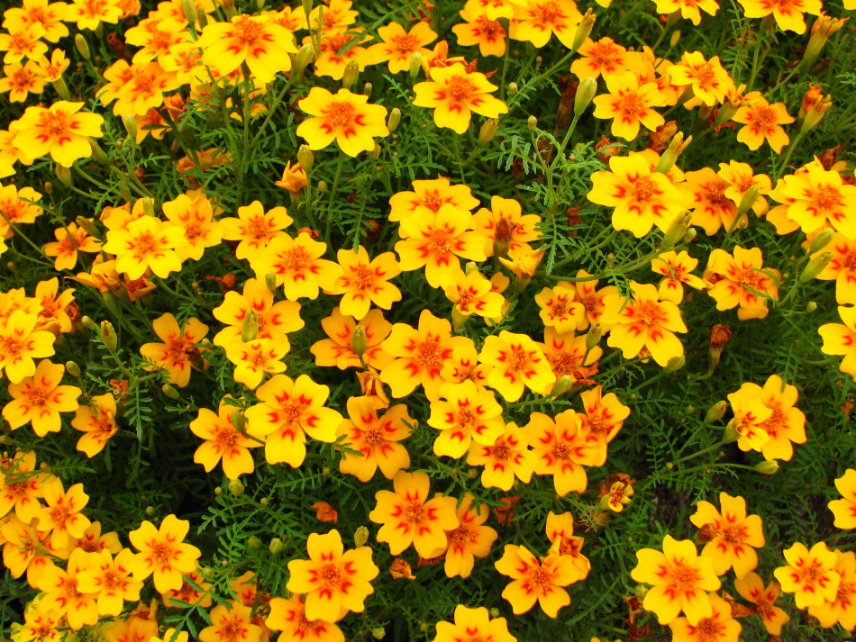 Exotic thin -leaved marigolds