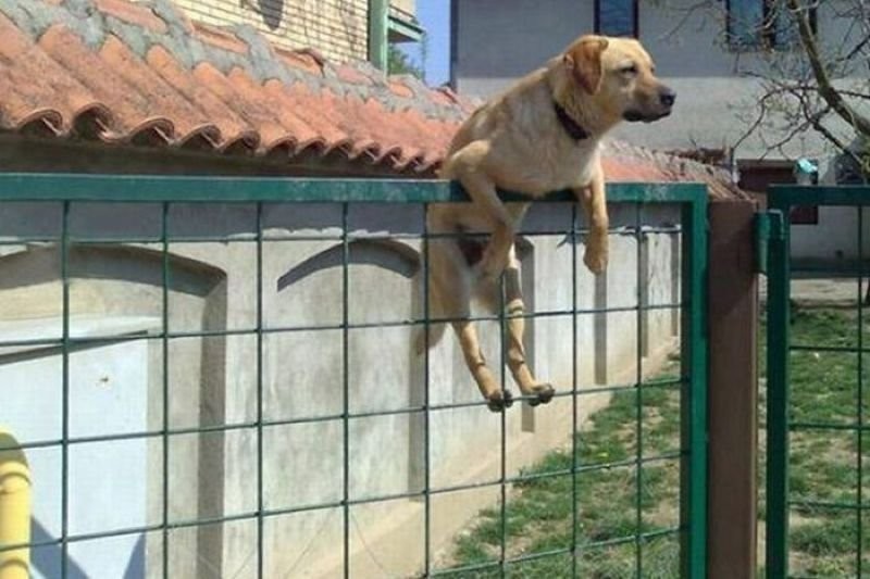 Kobely, ktoré sa snažia o nevestu, sú schopné zázrakov