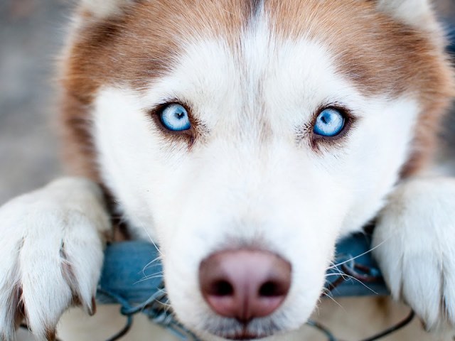 100 интересных, удивительных и необычных фактов о собаках со всего мира: перечень