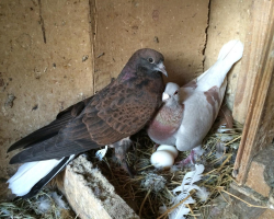 Les pigeons ont marché le nid sur le balcon: le signe - Que faire?