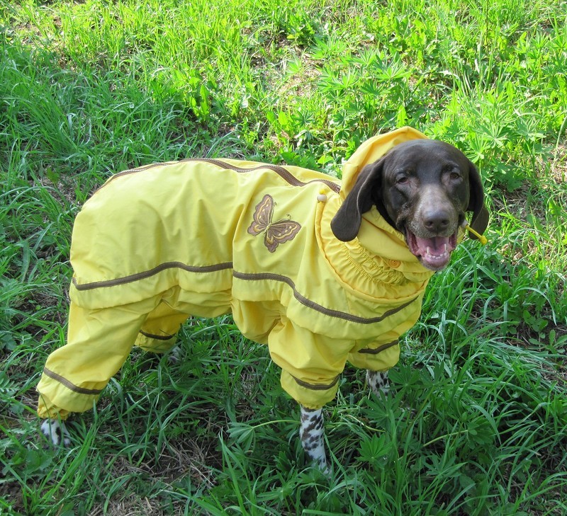 Dog in a protective suit on a walk