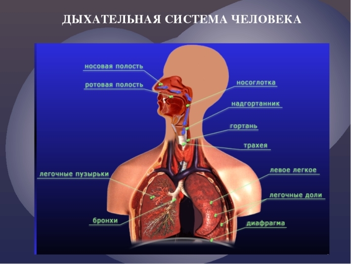 Človeški dihalni sistem