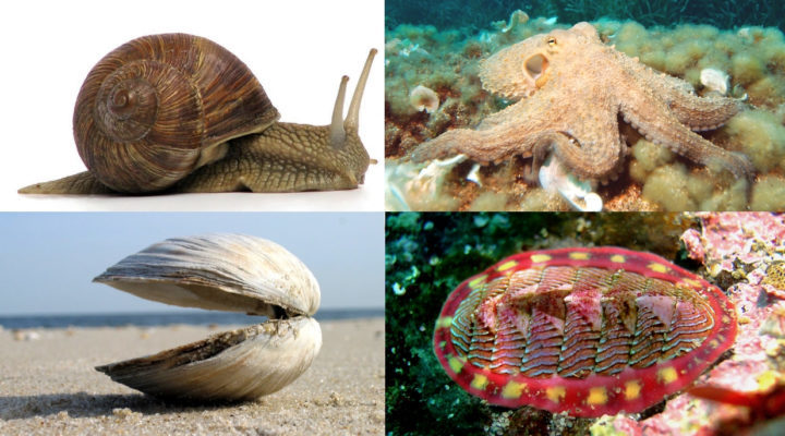 Mollusks and fish can live 100 years