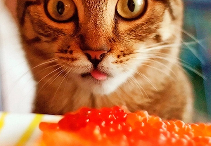 Kucing itu akan menghargai kaviar asli!