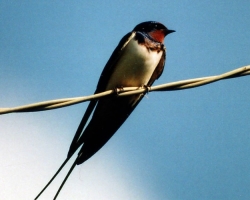 Swallow: Signes. Qu'est-ce que cela signifie si la déglutition s'est envolée dans la maison, le nid se précipitait, tombait?