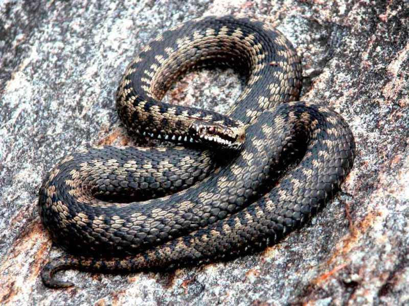 Гадюка - змея, которая встречается часто