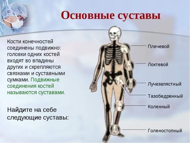 Types of human joints, their main elements, structure and functions: a scheme with a description