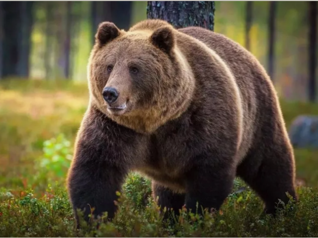 Bear: Description of the animal for children of grade 4, for the lesson the world around