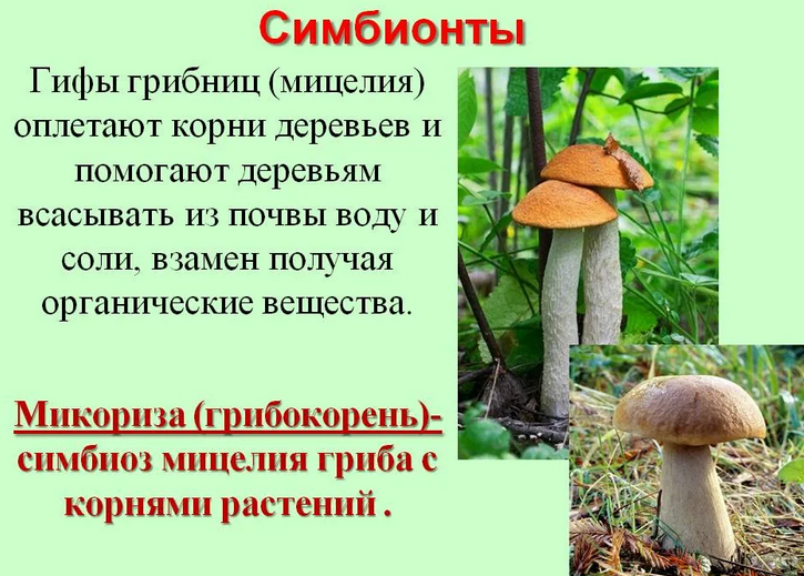 Симбионти