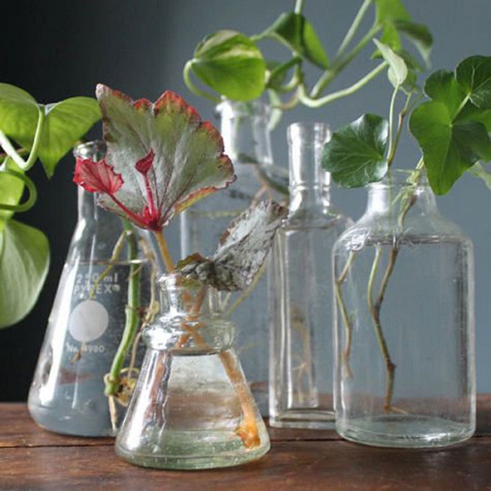 Янтарная кислота для комнатных растений фиалок, роз, лимона комнатного, комнатных цветов: как разводить, применять?
