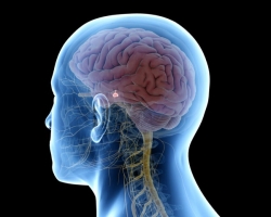 Hypothalamus és agyalapi mirigy: Hol van a szerkezet, milyen szerepet játszanak a testben, mi a kapcsolat?