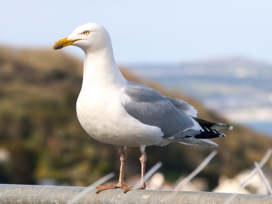 Gaviota