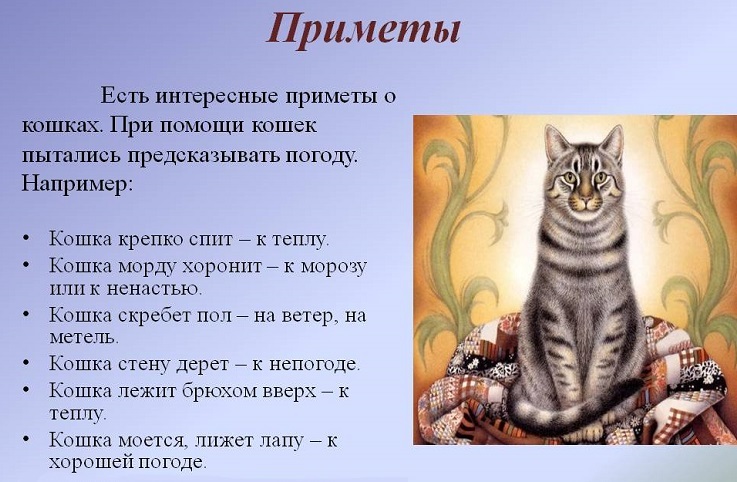 Народные приметы, связанные с кошками
