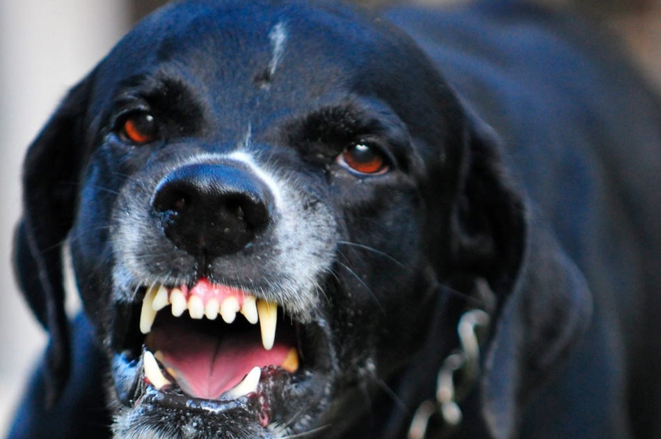 Агрессия - один из признаков бешенства у собаки