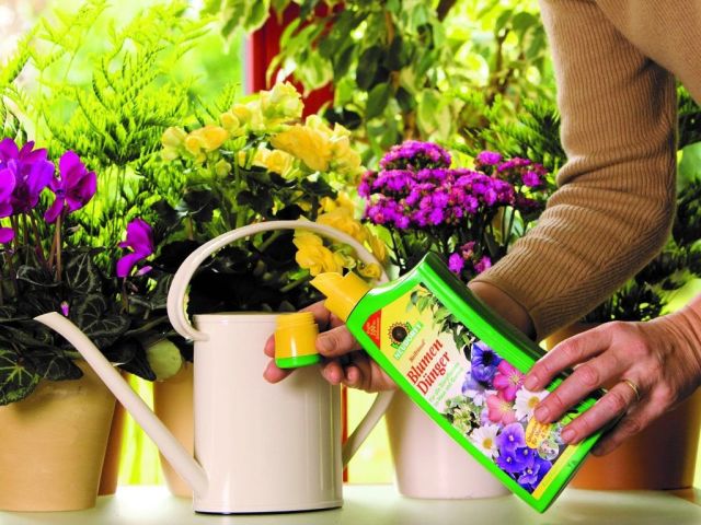 Как правильно подкармливать домашние растения, цветы: правила, график подкормок, виды подкормок, лучшие удобрения