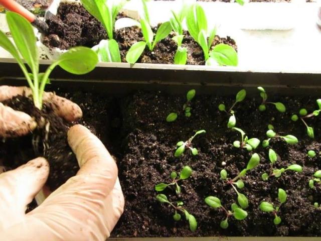 How to grow petunia from seeds? Planting, diving and growing petunia seedlings at home. Feeding of petunia seedlings with fertilizers and folk remedies for growth