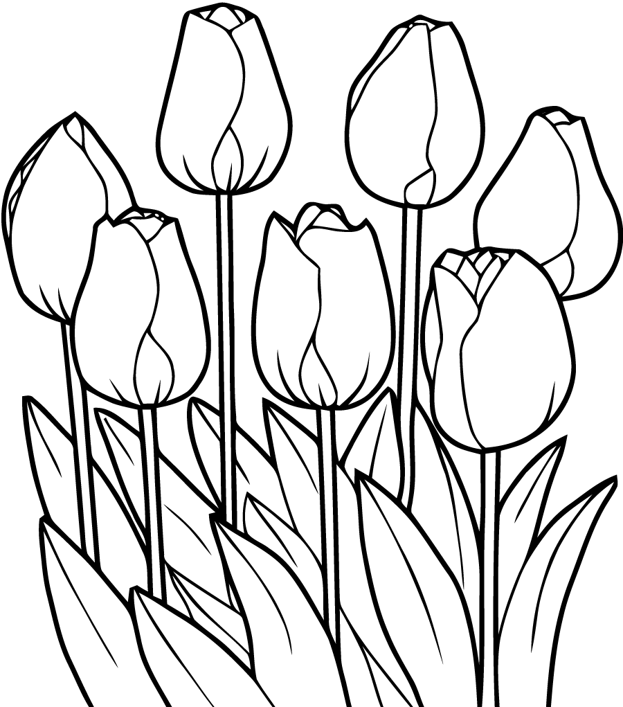 Шаблоны тюльпанов