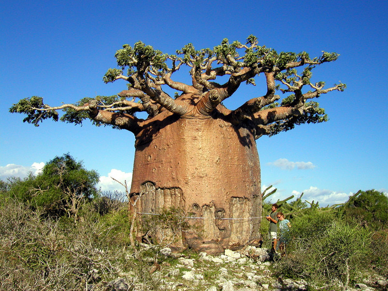 Baobab