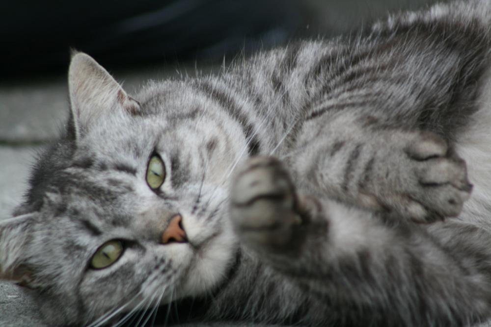 El gato tiene parásitos blancos en la lana: ¿Qué es?