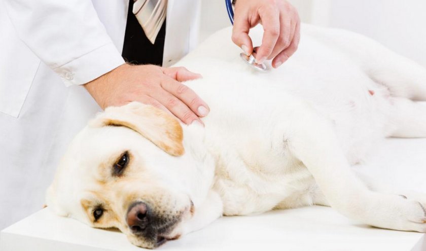 Evcil hayvanı zamanında doktora gönder