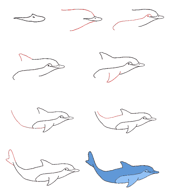 Дельфин для поэтапного рисования.