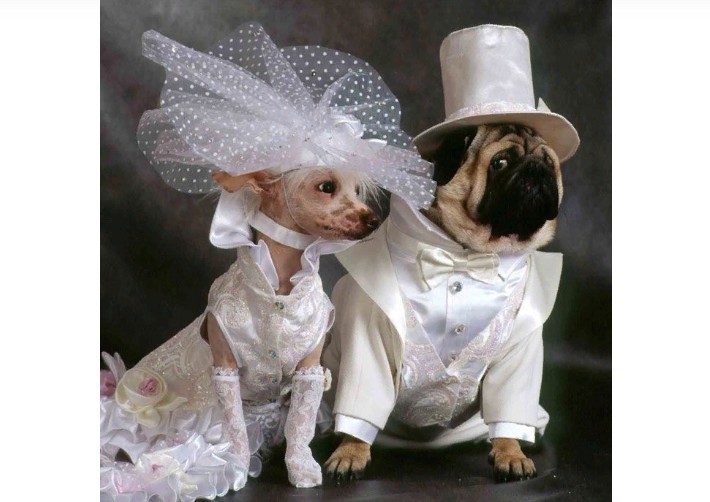 Wedding outfit for dog