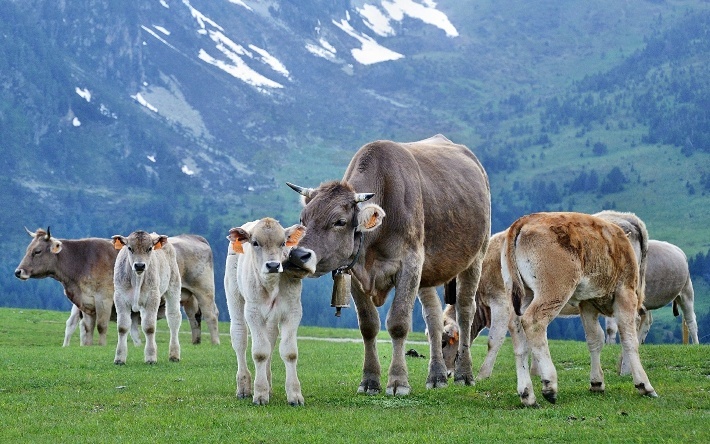 Soñando una vaca