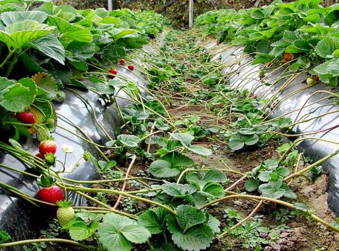 Envoyer des fraises de réparation avec une moustache