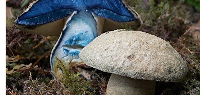 Mushroom with a light blue hat and a thick leg-bruise