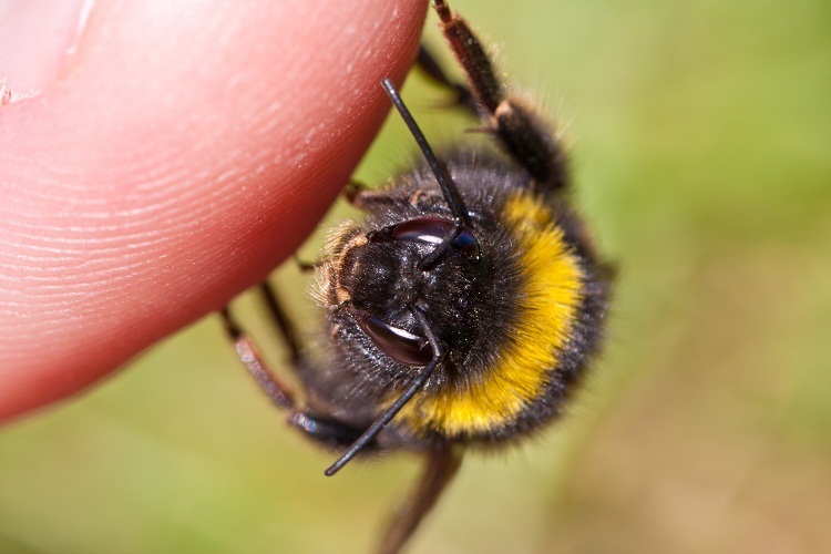 The bite of the bee in the finger speaks of gossip