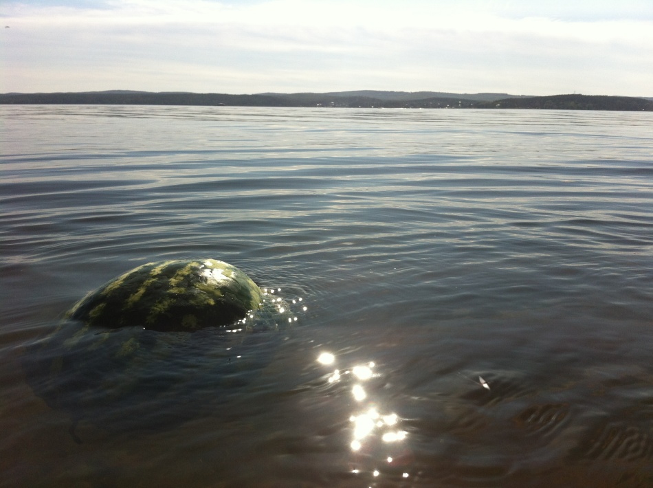 Watermelon swims in a natural reservoir