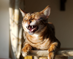 Dois-je vous brosser les dents sur les chats et les chats? Comment brosser correctement et souvent vos dents vers un chat et un chat à la maison: des conseils. Quel dentifrice et quel pinceau vous brossent les dents au chat? Comment habituer un chaton pour vous brosser les dents? Quelles graines donner des chats pour vous brosser les dents?