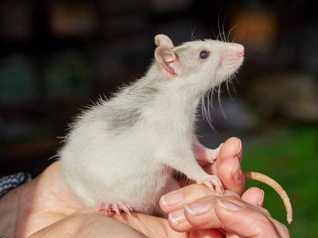 Quel sexe est-il préférable d'emmener un rat décoratif à l'appartement: les avantages et les inconvénients des rats décoratifs des garçons et des filles, recommandations de choix