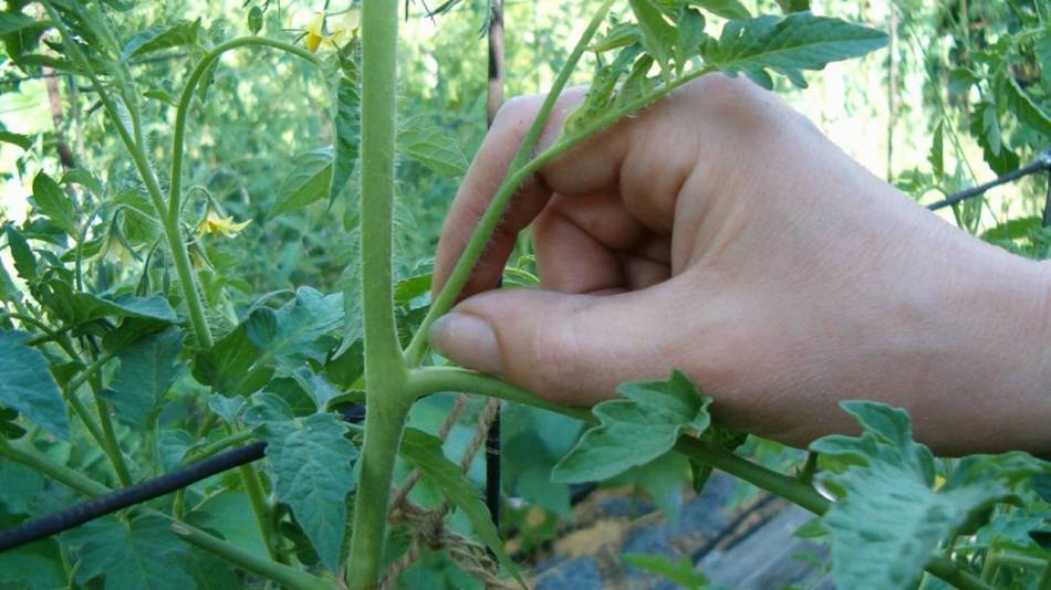 Paseos de tomates