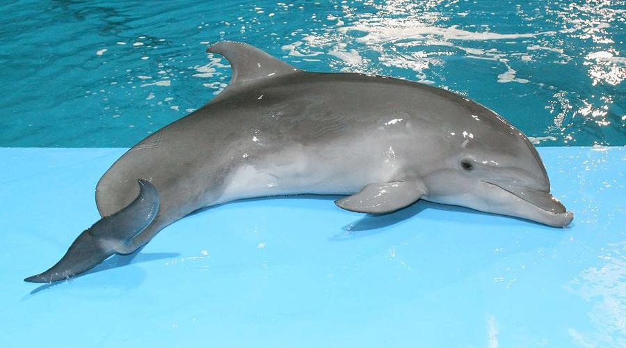 Есть ли волосяной покров у дельфинов