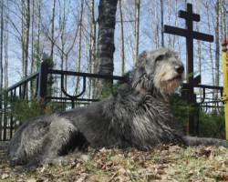 Is it possible to come to a cemetery with your dog or other animals: a sign