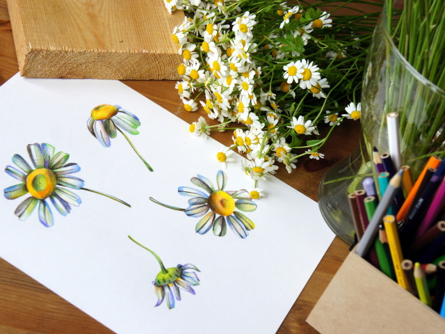 How to beautifully draw a chamomile with a pencil in stages for beginners? How to draw a bouquet of daisies with a pencil in stages?