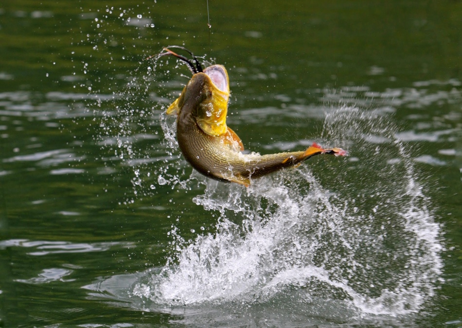 Ловить рыбу в реке во сне - к беременности.