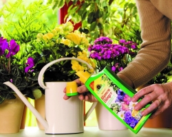 How to feed home plants, flowers: rules, top dressing graph, types of top dressing, best fertilizers