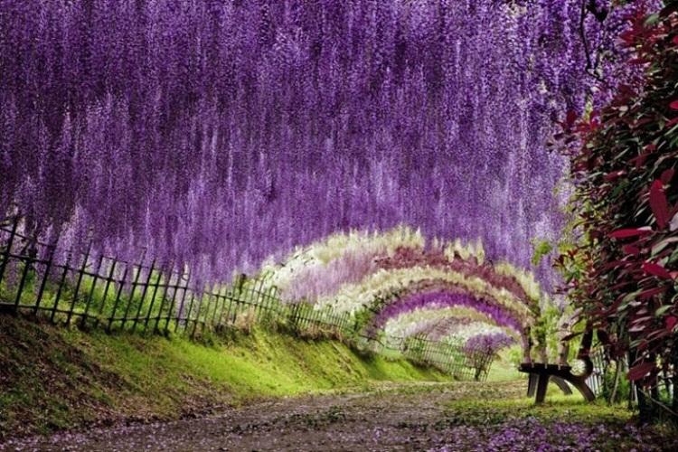 The pride of the park is tunnels made of wisteria