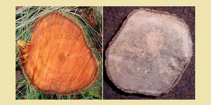 Отличие осины от ольхи в древесине