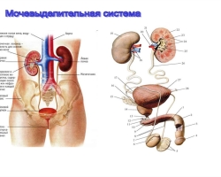 โครงสร้างและหน้าที่ของระบบปัสสาวะของบุคคล: โครงการที่มีคำอธิบาย