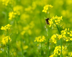 Siderat mustard-When untuk menabur dan menggali: Rekomendasi kepada Gardener-Organ