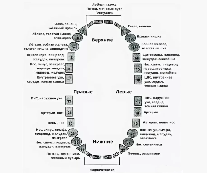 Схема связи зубов и внутренних органов человека