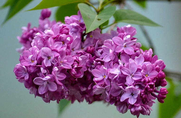 Lilac-Plant-Maulisman สำหรับชื่อ