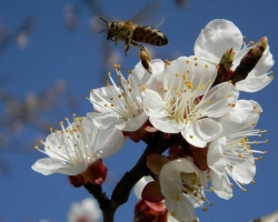 Quel est le rôle des abeilles dans la pollinisation des plantes: comment expliquer? Quelles fleurs ne peuvent pas être pollinisées par les abeilles?