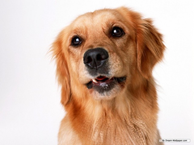 Anjing interpretasi mimpi. Mengapa anjing itu bermimpi? Nilai tidur anjing